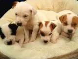 Jack Russel Terier Yavruları Dost Pet