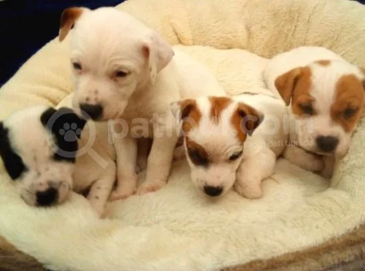 Jack Russel Terier Yavruları Dost Pet