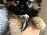 Pekinez Yavruları Dost Pet