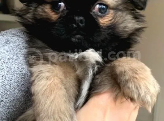 Pekinez Yavruları Dost Pet
