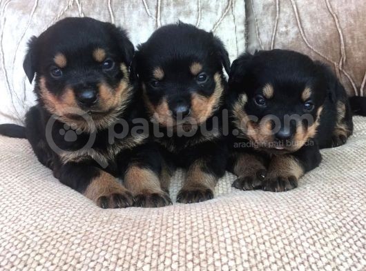 Rottweiler Yavruları Dost Pet görsel