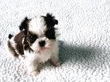Shih Tzu Yavruları Dost Pet