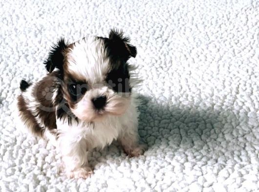 Shih Tzu Yavruları Dost Pet görsel