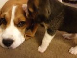 Beagle Yavruları Dost Pet