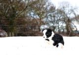 Border Collie Yavruları Dost Pet
