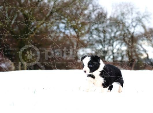 Border Collie Yavruları Dost Pet görsel