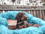 Doberman Yavruları Dost Pet