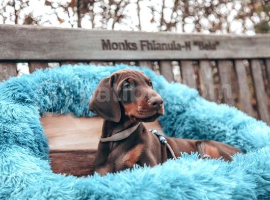 Doberman Yavruları Dost Pet görsel