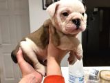 Ingiliz Bulldog Yavruları Dost Pet