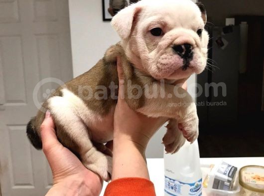 Ingiliz Bulldog Yavruları Dost Pet görsel