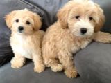 Maltipo Yavruları Dost Pet