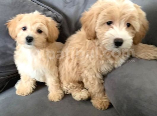 Maltipo Yavruları Dost Pet görsel