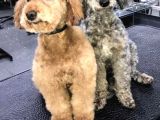 Maltipo Yavruları Dost Pet