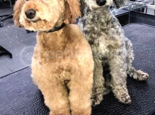 Maltipo Yavruları Dost Pet görsel