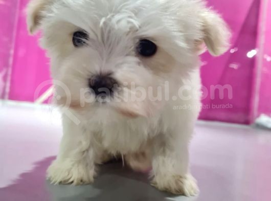 Sevi̇mli̇ Maltese Yavrularimiz görsel