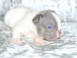 French Bulldog Yavruları Dost Pet