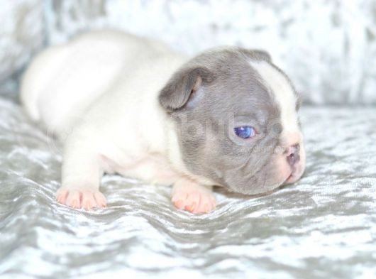 French Bulldog Yavruları Dost Pet görsel