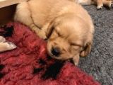 Golden Retriever Yavruları Dost Pet