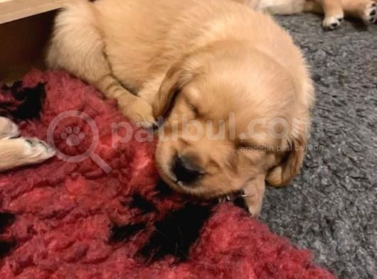 Golden Retriever Yavruları Dost Pet görsel