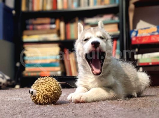 Sibirya Kurdu Husky Yavruları Dost Pet görsel