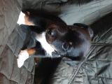 Jack Russel Terier Yavruları Dost Pet