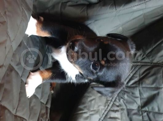 Jack Russel Terier Yavruları Dost Pet görsel