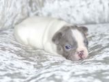 French Bulldog Yavruları Dost Pet