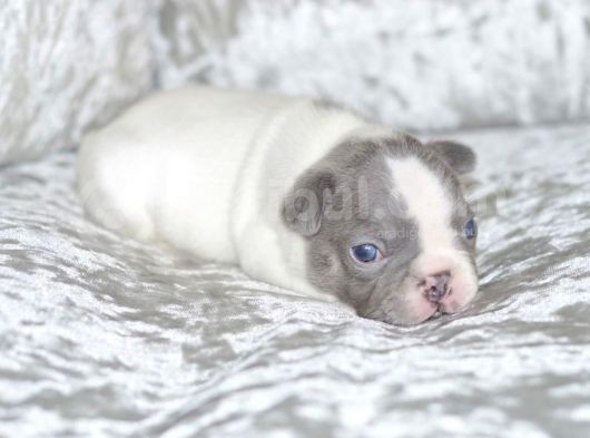 French Bulldog Yavruları Dost Pet görsel