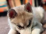 Sibirya Kurdu Husky Yavruları Dost Pet