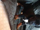 Jack Russel Terier Yavruları Dost Pet
