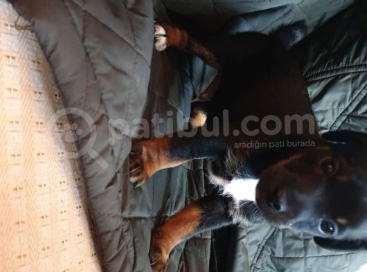 Jack Russel Terier Yavruları Dost Pet görsel