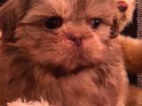 Shih Tzu Yavruları Dost Pet