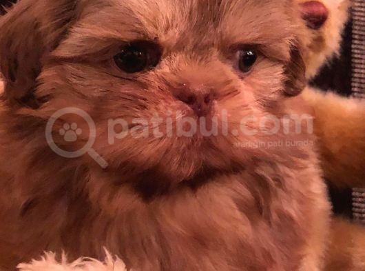 Shih Tzu Yavruları Dost Pet görsel