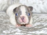 French Bulldog Yavruları Dost Pet