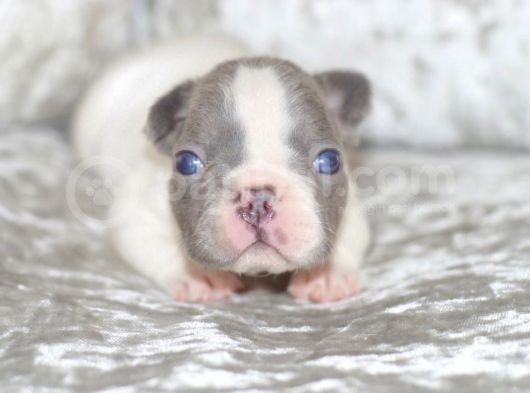 French Bulldog Yavruları Dost Pet görsel