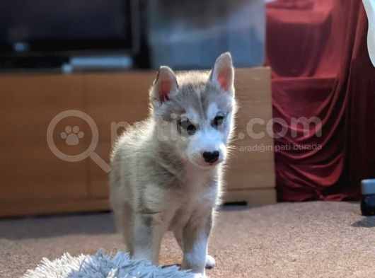 Sibirya Kurdu Husky Yavruları Dost Pet görsel