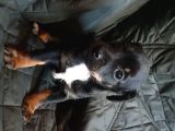 Jack Russel Terier Yavruları Dost Pet