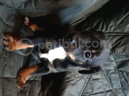 Jack Russel Terier Yavruları Dost Pet görsel