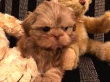 Shih Tzu Yavruları Dost Pet