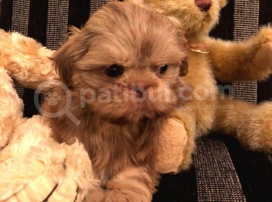 Shih Tzu Yavruları Dost Pet görsel