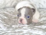 French Bulldog Yavruları Dost Pet