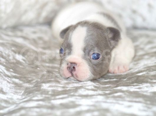 French Bulldog Yavruları Dost Pet görsel