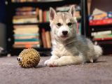 Sibirya Kurdu Husky Yavruları Dost Pet