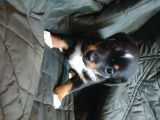 Jack Russel Terier Yavruları Dost Pet