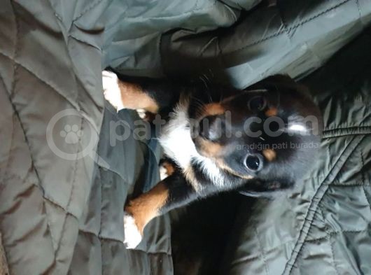 Jack Russel Terier Yavruları Dost Pet görsel
