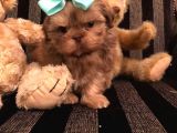 Shih Tzu Yavruları Dost Pet