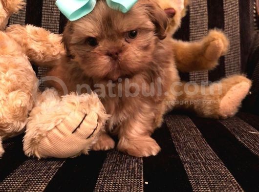 Shih Tzu Yavruları Dost Pet görsel
