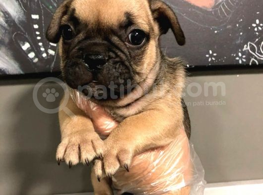 French Bulldog Yavruları görsel