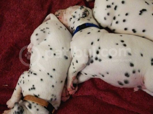 Dalmacyali Yavrulari Dost Pet görsel