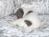 French Bulldog Yavruları Dost Pet